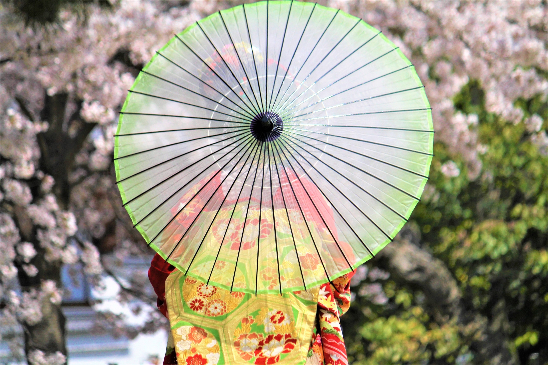 京都で春に着物レンタル！映えるコーデと必見の観光おすすめスポット徹底解説